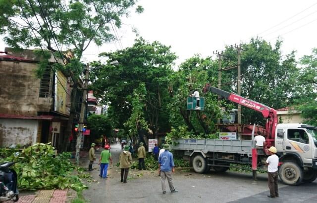 Đơn vị cho thuê cẩu vận chuyển cây cảnh tại Hải Phòng đáng tin cậy